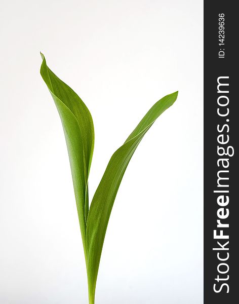 Green leaves of the lily of the valley on the white background