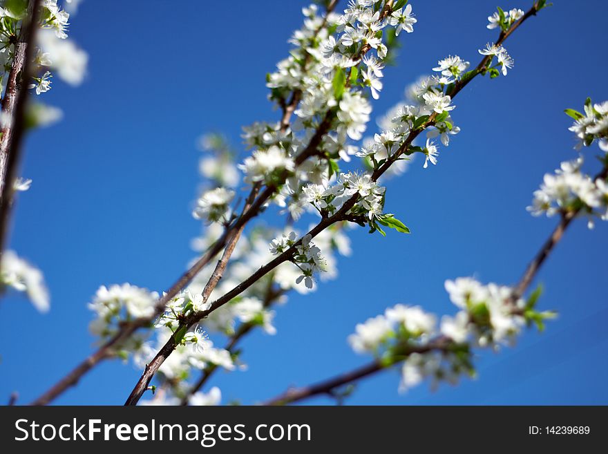 Branch of plum blossoms against the blue sky