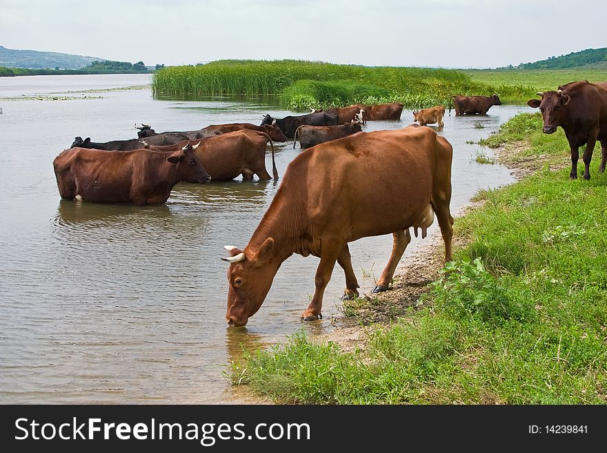 Herd of cows on the watering place. Herd of cows on the watering place