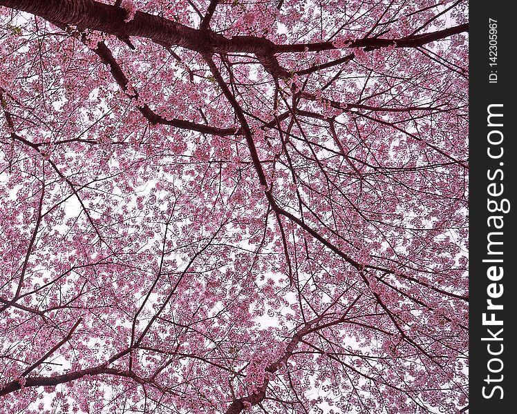 Pink Cherry Blossoms Embroidered In The Sky At South Korea