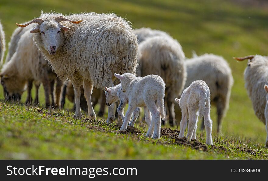 Cute newborn lambs close up