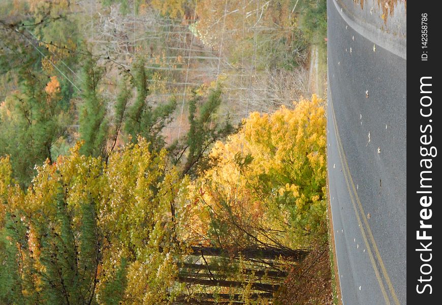 Brilliant Gold Tree, bright fall colors, greens and yellows, with road. Brilliant Gold Tree, bright fall colors, greens and yellows, with road.