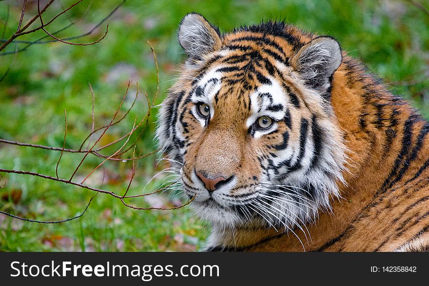 Siberian Tiger