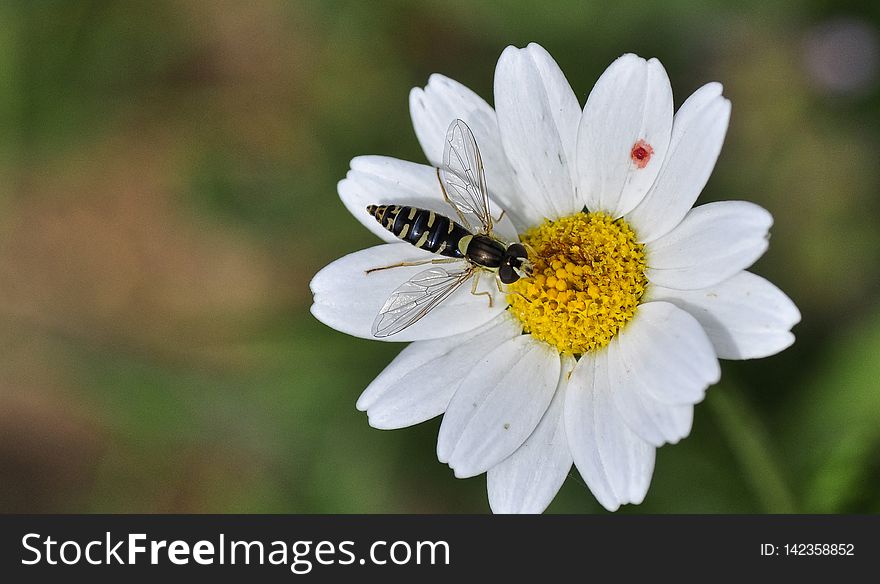Los sÃ­rfidos &#x28;Syrphidae&#x29; son una familia de dÃ­pteros braquÃ­ceros cuyos adultos liban el nÃ©ctar de las flores adoptando el aspecto de himenÃ³pteros como las abejas y las avispas, con las que se confunden fÃ¡cilmente.