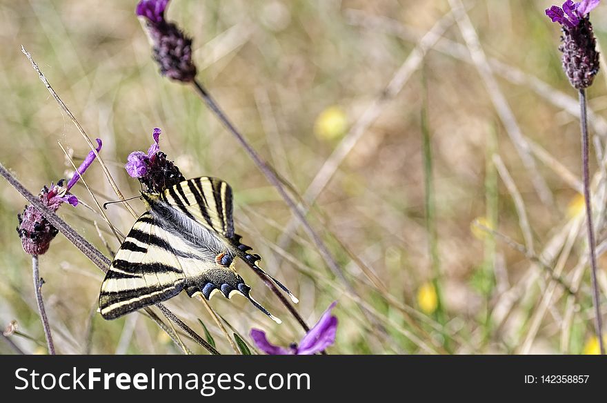 La podalirio ibÃ©rica &#x28;Iphiclides feisthamelii&#x29; es una mariposa de la familia Papilionidae . Su tamaÃ±o oscila entre 35 y 42 mm en el borde del ala anterior. Las alas delanteras son de color blanco-amarillento con bandas negras. Las posteriores presentan prolongaciones en forma de colas, con escamas azul metÃ¡lico en su base. Las hembras son de mayor tamaÃ±o que los machos y de tonalidades mÃ¡s amarillentas.