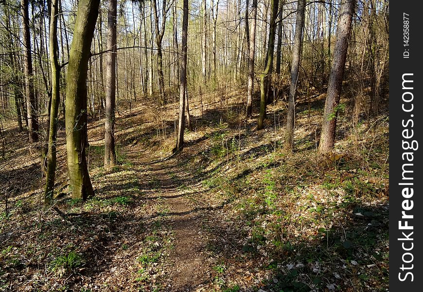 The Viehleite is an old path in the nature of Pirna. Before they cut even all trees there and had landslides. later is was a battleground for the training of the Royal Saxon Army, Path and for the Wehrmacht and NVA. They had blown up here munition. The forest has no diversity and a lot of important trees, streams, herbs. Conifers too less. No beds. No shrubbery. No herbs. Oaks and chestnuts are important for bigger animals and anywhere. Is a tree tall, strong and big it is being cut down and is rotting on the ground, that you can not have a joy of thick and very old trees, although they need lesser care and working time?It is not a forest. And you see even any squirrels here or other animals or their footprints. No birds even. No mice. The Viehleite is an old path in the nature of Pirna. Before they cut even all trees there and had landslides. later is was a battleground for the training of the Royal Saxon Army, Path and for the Wehrmacht and NVA. They had blown up here munition. The forest has no diversity and a lot of important trees, streams, herbs. Conifers too less. No beds. No shrubbery. No herbs. Oaks and chestnuts are important for bigger animals and anywhere. Is a tree tall, strong and big it is being cut down and is rotting on the ground, that you can not have a joy of thick and very old trees, although they need lesser care and working time?It is not a forest. And you see even any squirrels here or other animals or their footprints. No birds even. No mice.