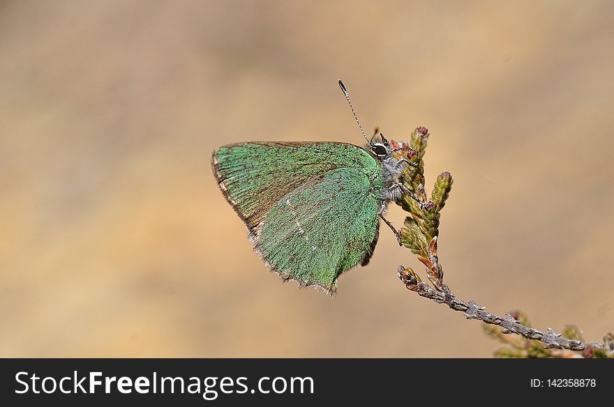 Cejialba - Callophrys Rubi