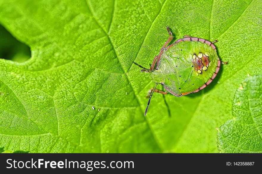 La chinche verde, es una especie de insecto hemÃ­ptero de la familia Pentatomidae.â€‹