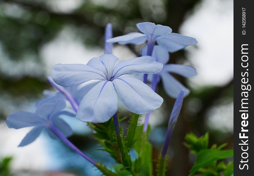 blue jasmines