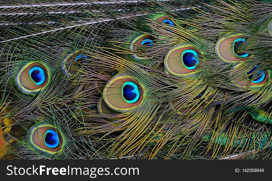 Peacock Feathers