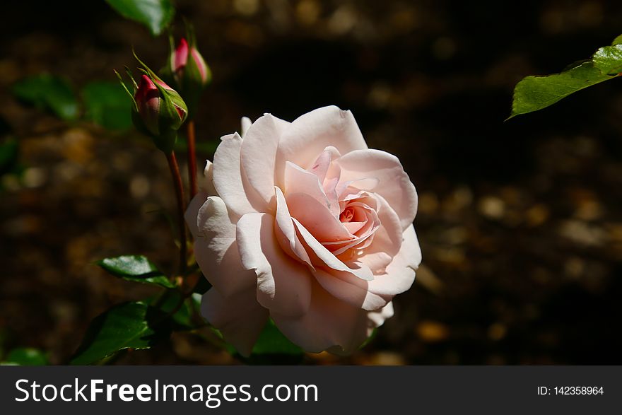 pink rose. pink rose