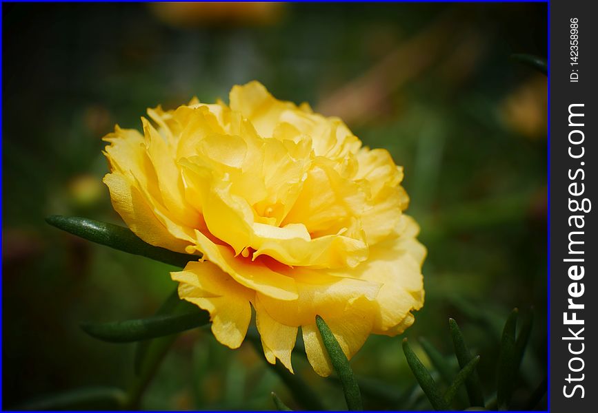 26Jan2019 - Yellow Moss Rose Purslane Flower