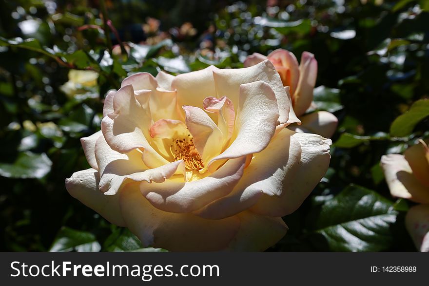 Peach perfection rose