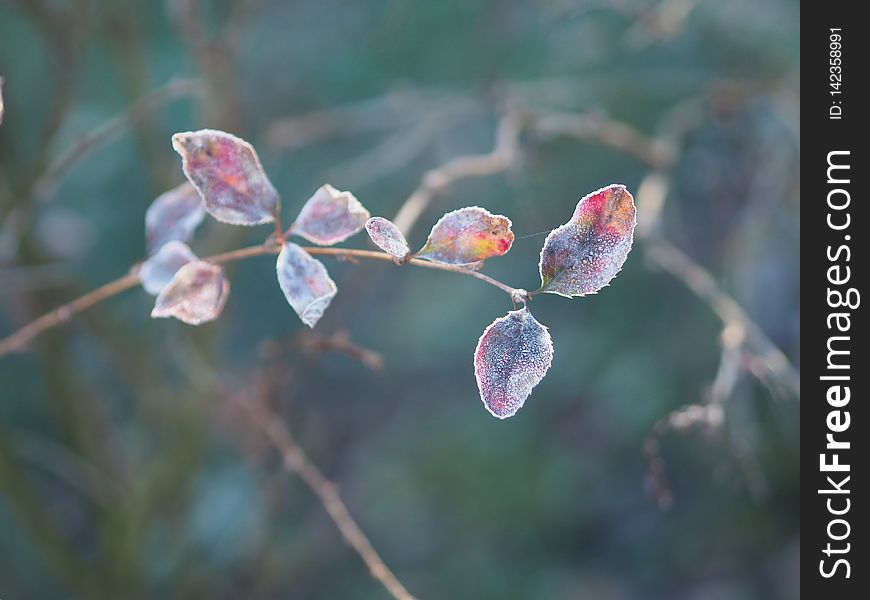 The First Frost