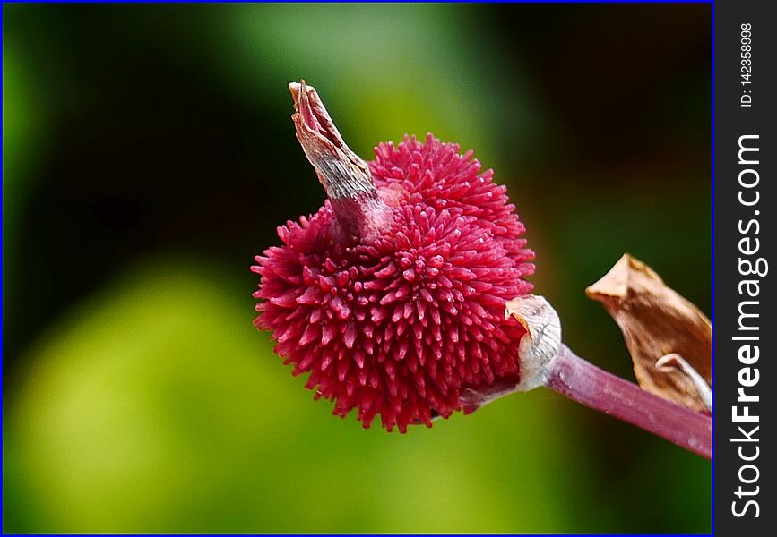 02Feb2019 - Fruit Of Canna Indica