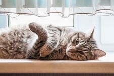 European Shorthair Cat Lying On The Windowsill Royalty Free Stock Image European Shorthair Cat Lying On The Windowsill Royalty Free Stock Image