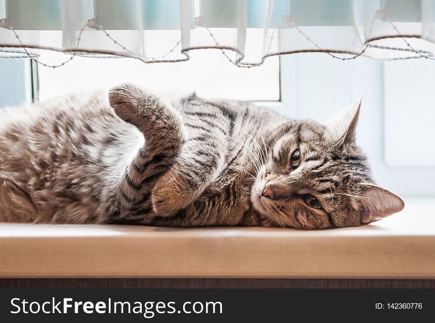 European Shorthair cat lying on the windowsill