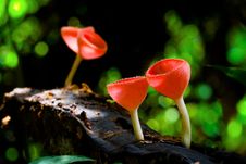 Mushroom Royalty Free Stock Images Mushroom Royalty Free Stock Images