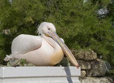 Pelican Sitting On A Flower Bed Near The Bush Stock Photo Pelican Sitting On A Flower Bed Near The Bush Stock Photo
