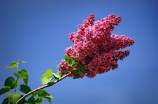 Blossoming Lilac Stock Photography