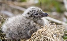 Hungry Small Seagull Stock Photos Hungry Small Seagull Stock Photos
