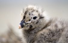 Hungry Small Seagull Royalty Free Stock Photography Hungry Small Seagull Royalty Free Stock Photography