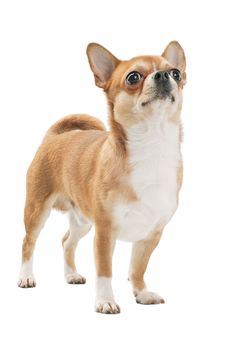 Red With White Chihuahua Dog Royalty Free Stock Photos Red With White Chihuahua Dog Royalty Free Stock Photos