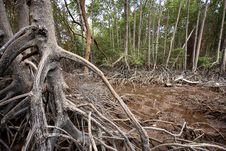 Stilt Roots Royalty Free Stock Photos Stilt Roots Royalty Free Stock Photos