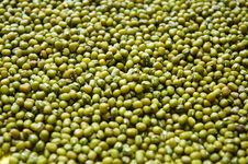 Green Bean Royalty Free Stock Images Green Bean Royalty Free Stock Images