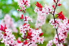 Cherry Tree Blossoms Royalty Free Stock Photo