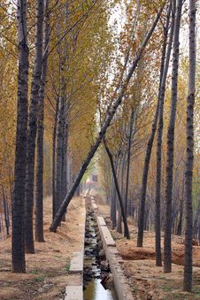 Free Poplar Woods Stock Photos - 14246563