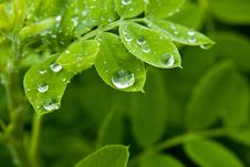 Dew On Leaf Stock Photography Dew On Leaf Stock Photography