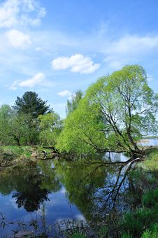 Big Tree On The River Stock Image Big Tree On The River Stock Image