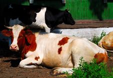 Two Cows Stock Image Two Cows Stock Image