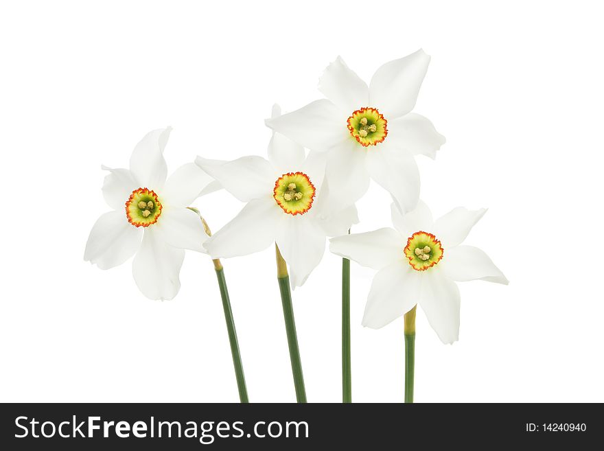 Group of white daffodil flowers. Group of white daffodil flowers