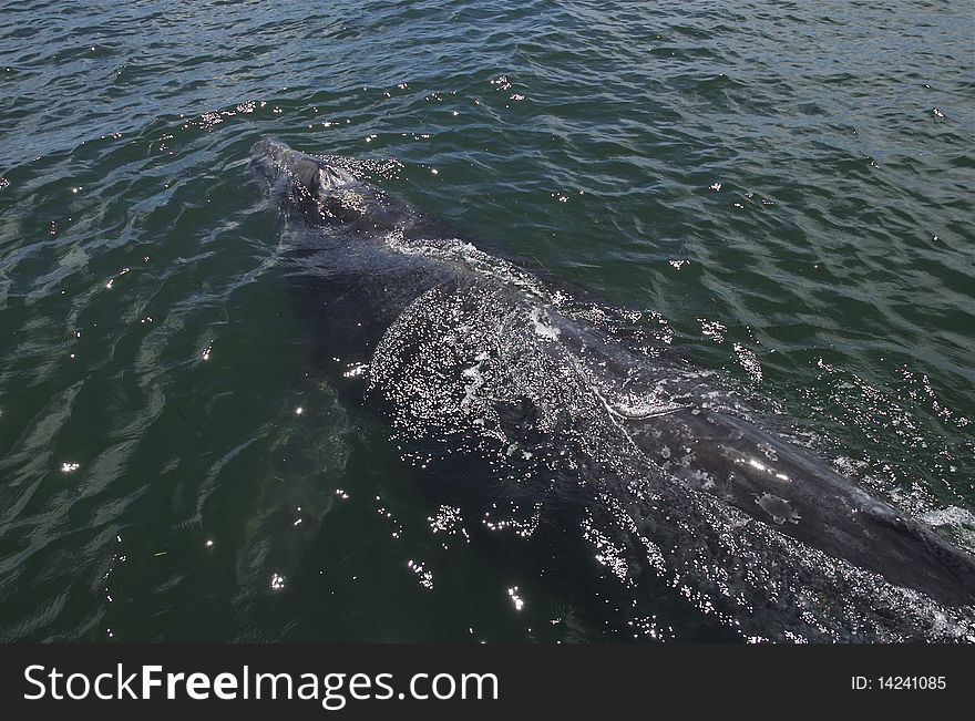 Gray whale in a Lagoon in Baja California sur, Mexico. Gray whale in a Lagoon in Baja California sur, Mexico