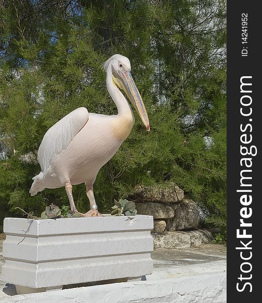 White pelican stands on the flowerbed near the green bush...