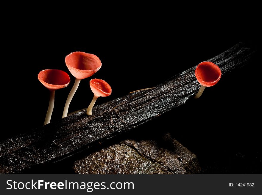 Red mushroom in the tropical rain forest.