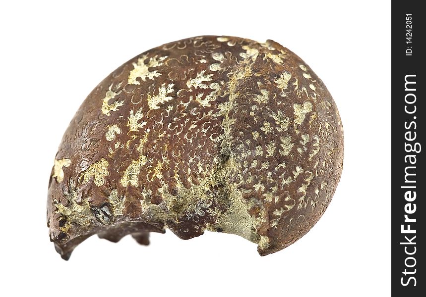 Ammonite Fossil