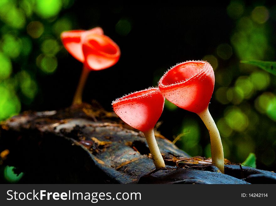 Red mushroom in the tropical rain forest.