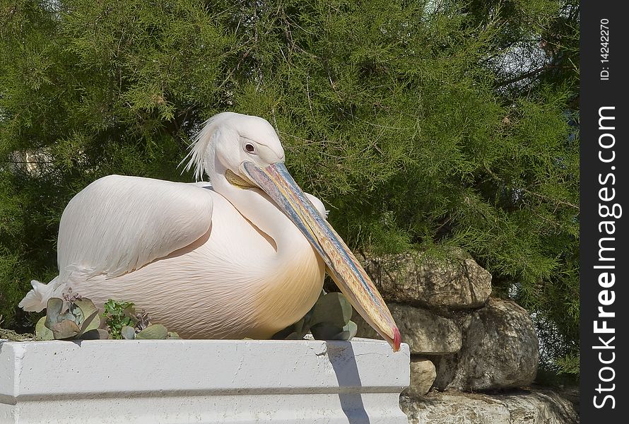 White pelican sitting on a flower bed near the green bush. White pelican sitting on a flower bed near the green bush...