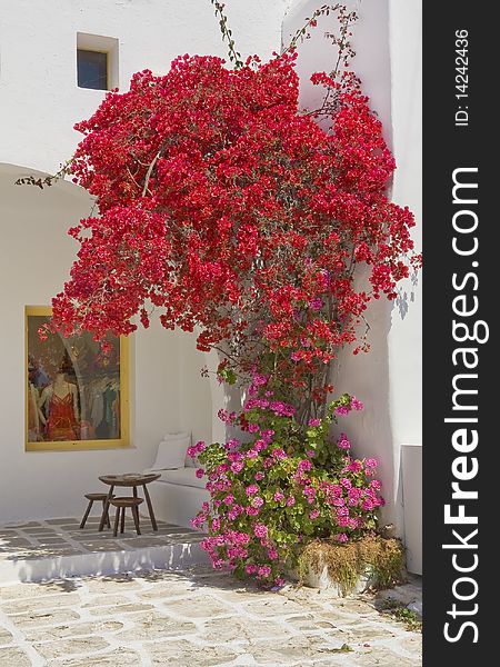 The bush flowers (bougainvillea) around storefront in Greece on Mykonos. The bush flowers (bougainvillea) around storefront in Greece on Mykonos