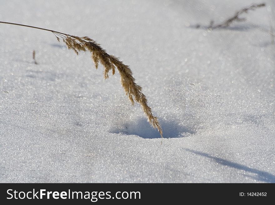 Spring time in field. Reed on snow