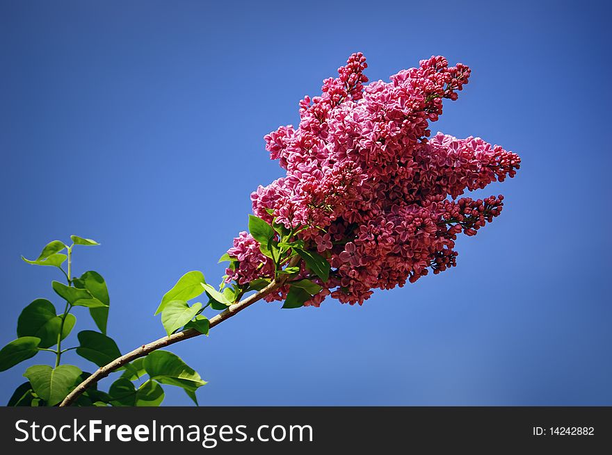 Bush of a blossoming lilac against the pure blue sky. The middle of May.