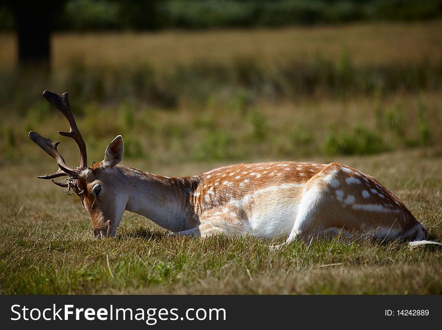 Sika deer relaxing on a sun