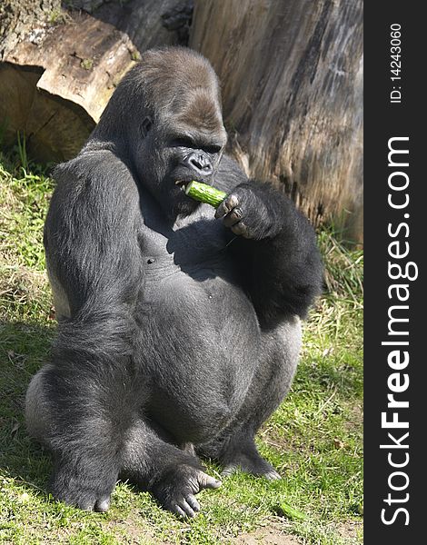 Big Gorilla male eating a cucumber