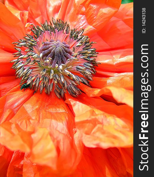 Macro shot of bright red poppy, selective focus