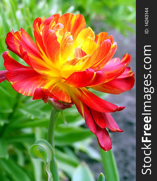 Red-yellow multipetal selection tulip on a blurred green background. Red-yellow multipetal selection tulip on a blurred green background