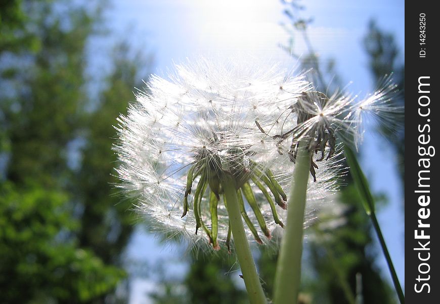 Dandelion against the blue sky and green trees