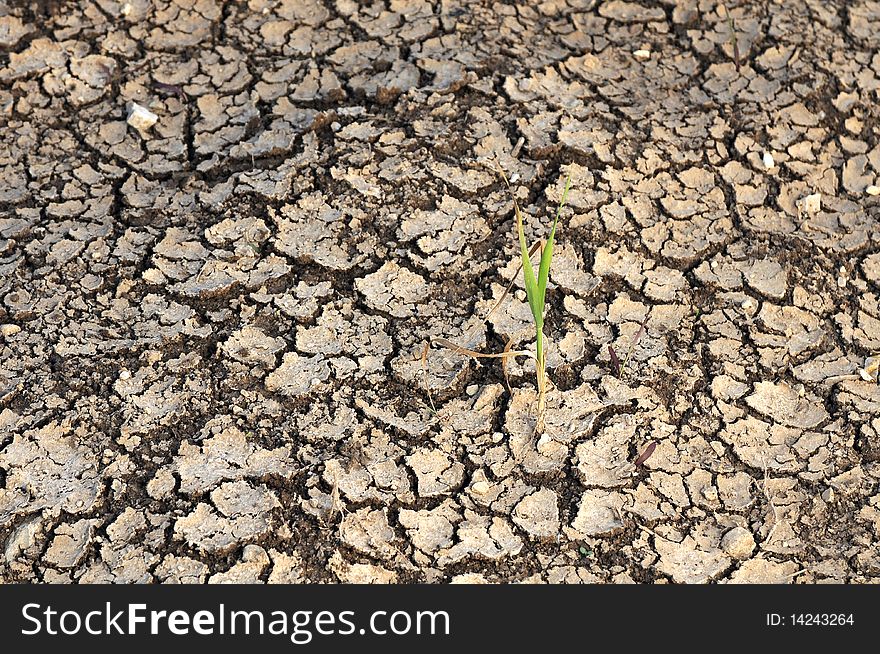 Single Plant of wheat grow on a dry land in Drought time. Single Plant of wheat grow on a dry land in Drought time